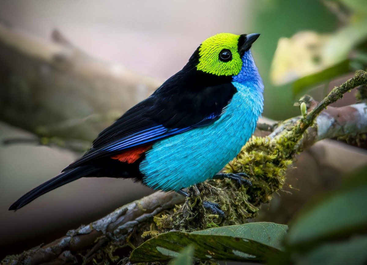 Paradise Tanager - ML642251550