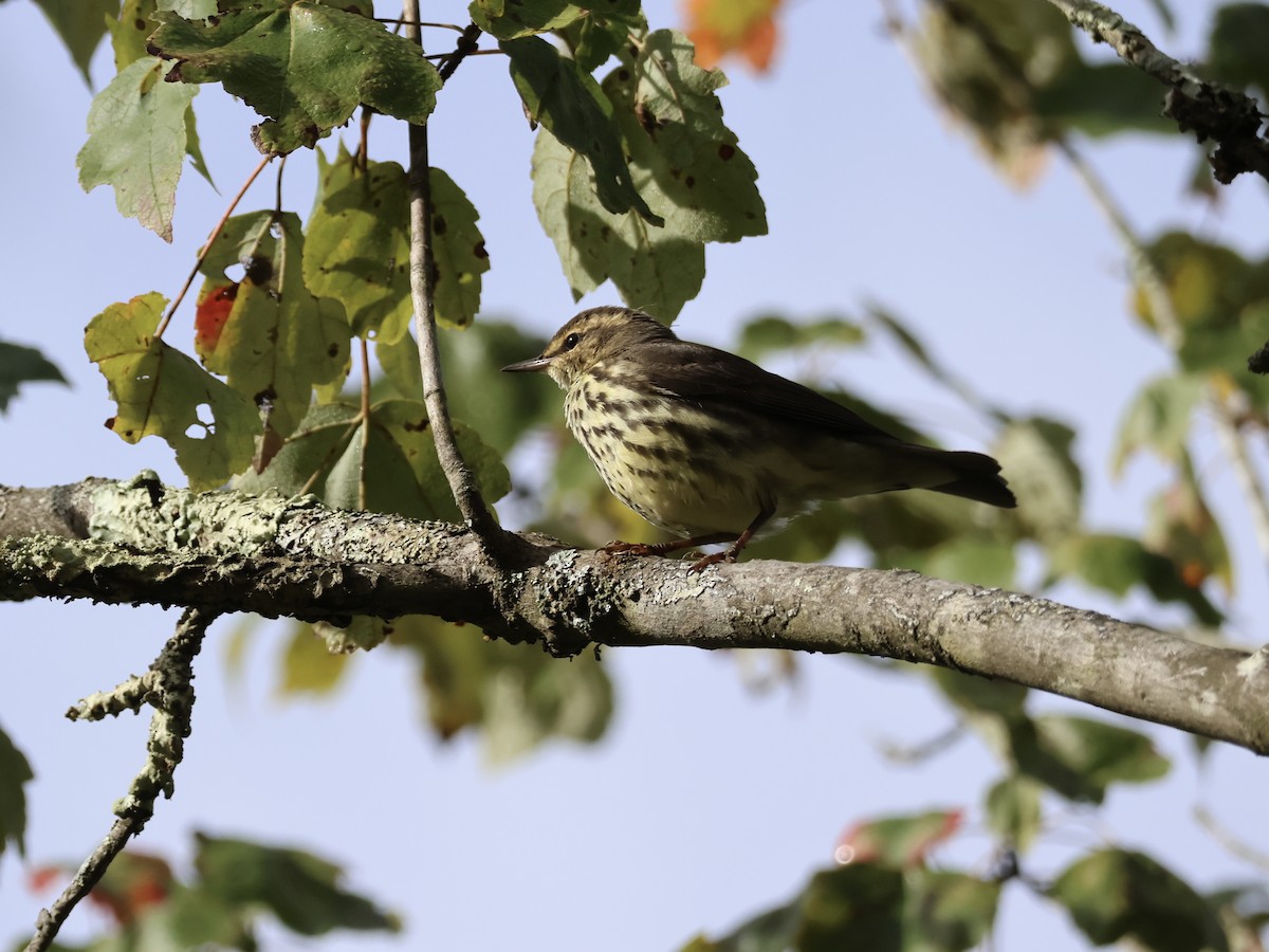vannparula - ML642251573