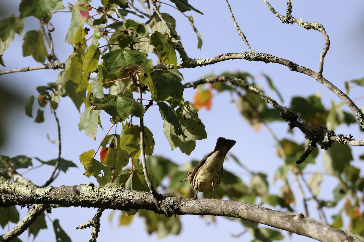 vannparula - ML642251575