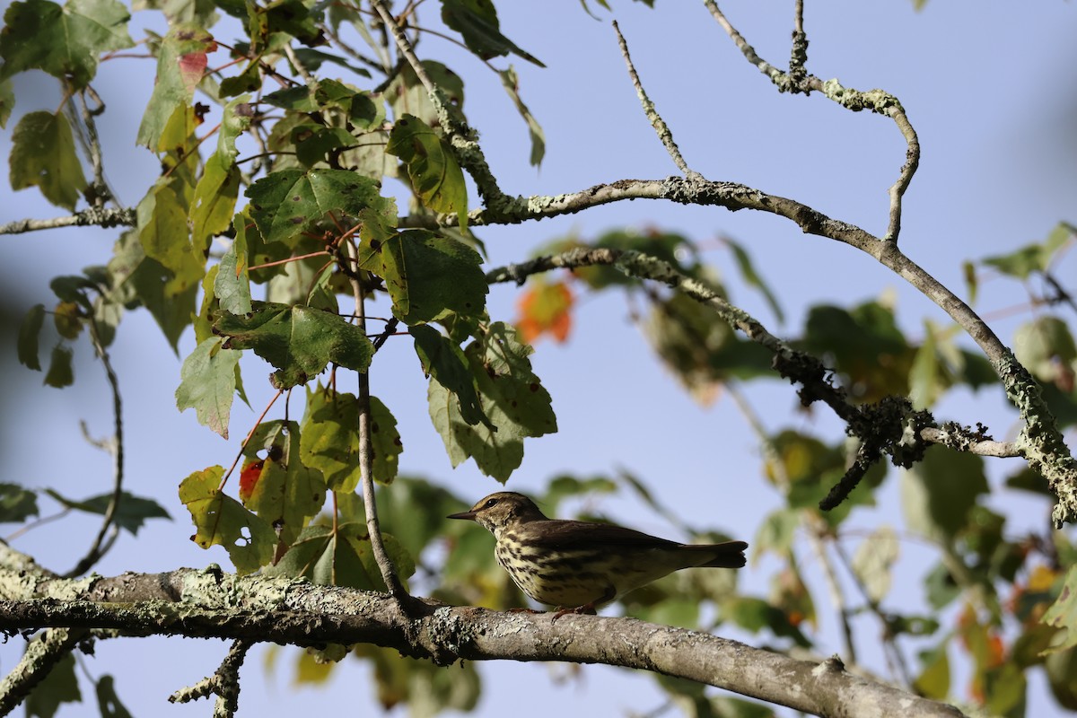 vannparula - ML642251576