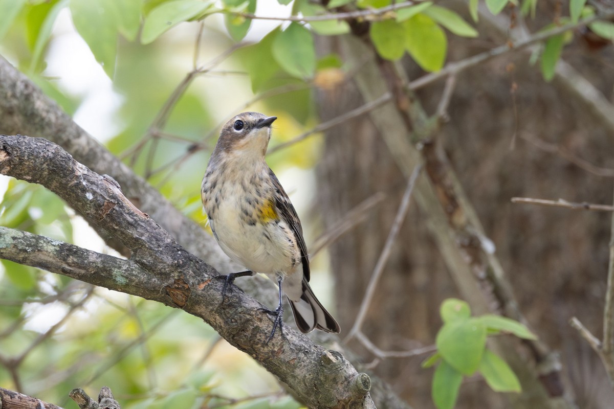 Yellow-rumped Warbler - ML642251597