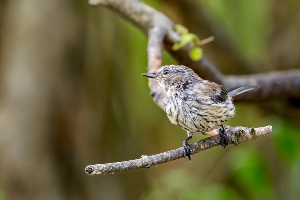 Yellow-rumped Warbler - ML642251598