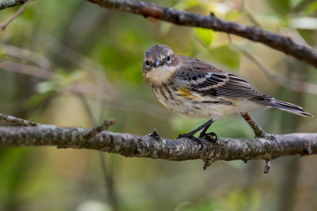 Yellow-rumped Warbler - ML642251599