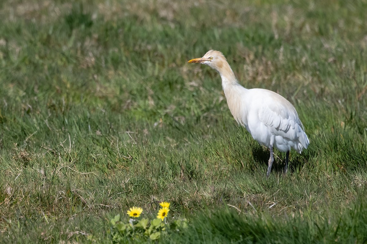 Eastern Cattle-Egret - ML642251611
