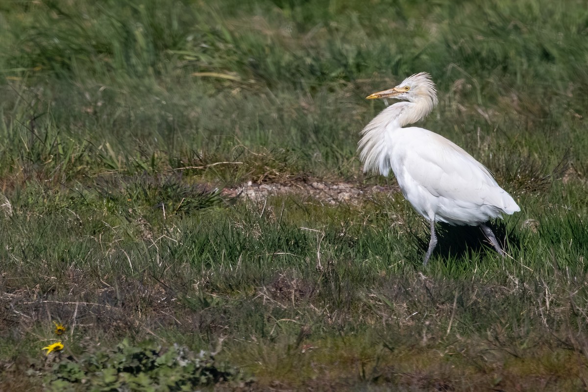 Eastern Cattle-Egret - ML642251612