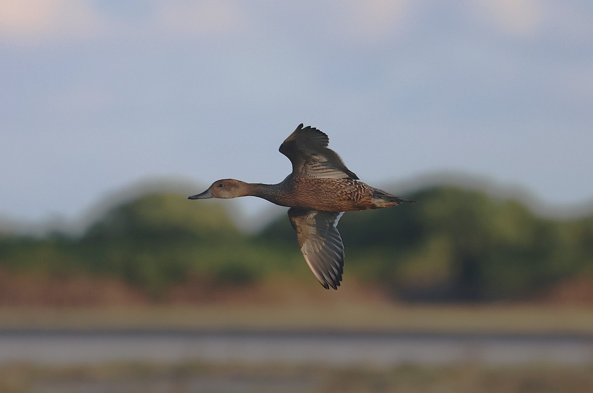 Northern Pintail - ML642251637
