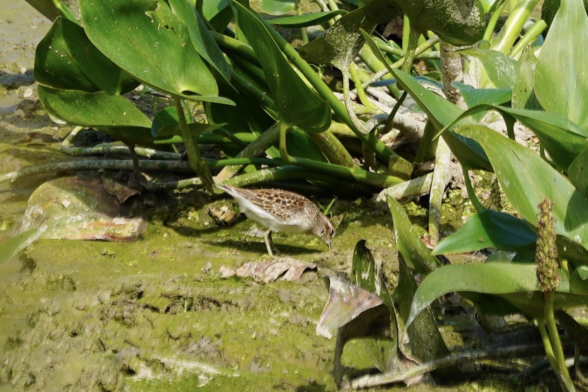 Least Sandpiper - ML642251650