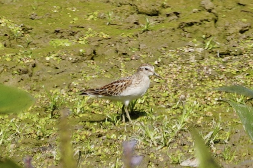 Least Sandpiper - ML642251651