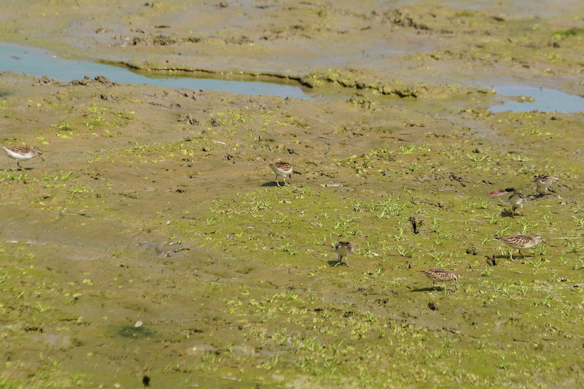 Least Sandpiper - ML642251652