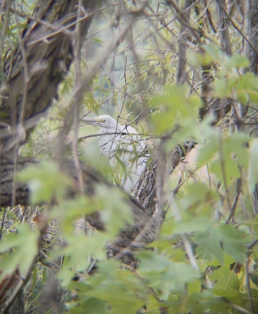 Great Egret - ML642251664