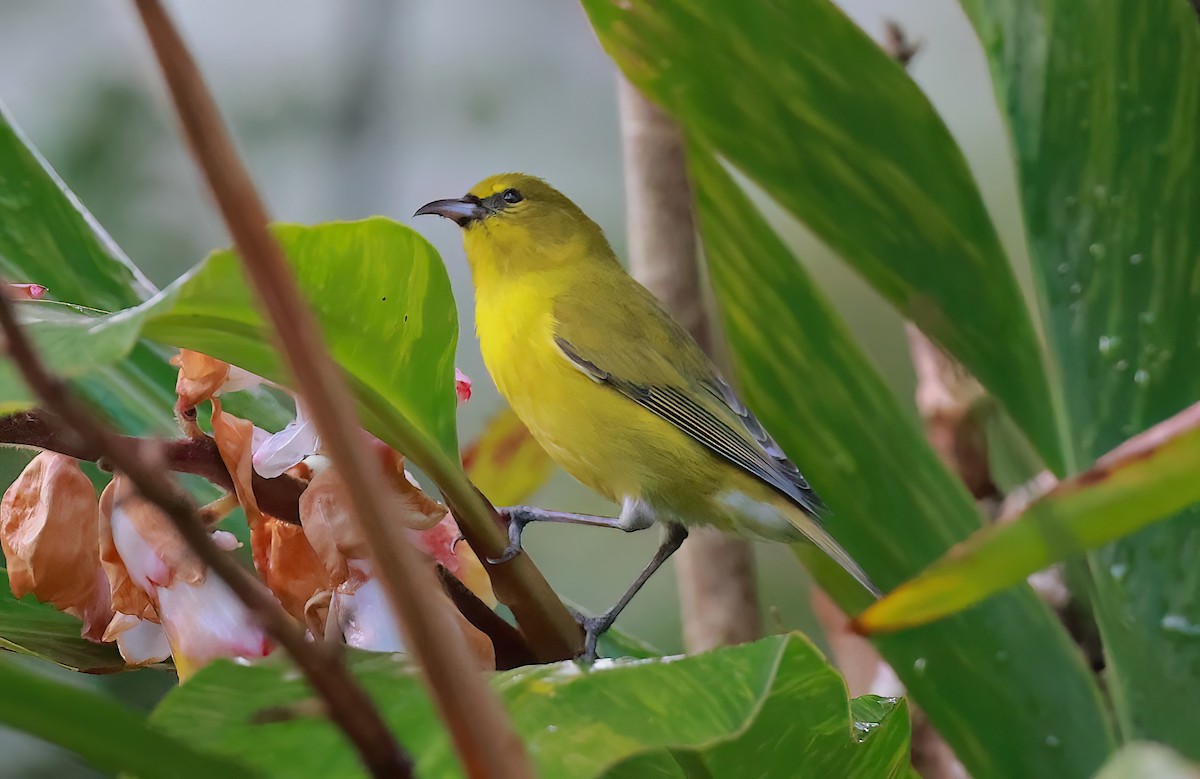 Amakihi d'Oahu - ML642251674