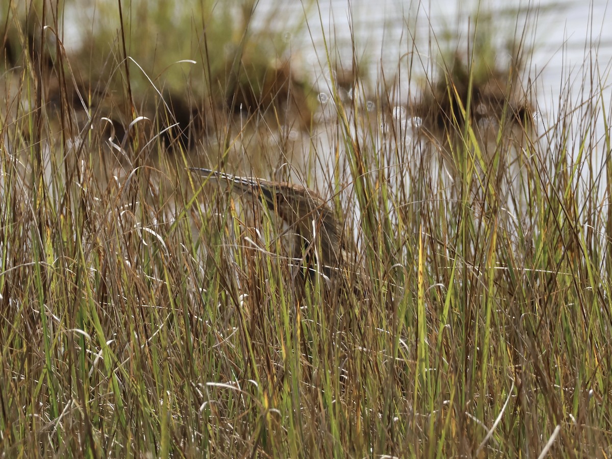 American Bittern - ML642251686