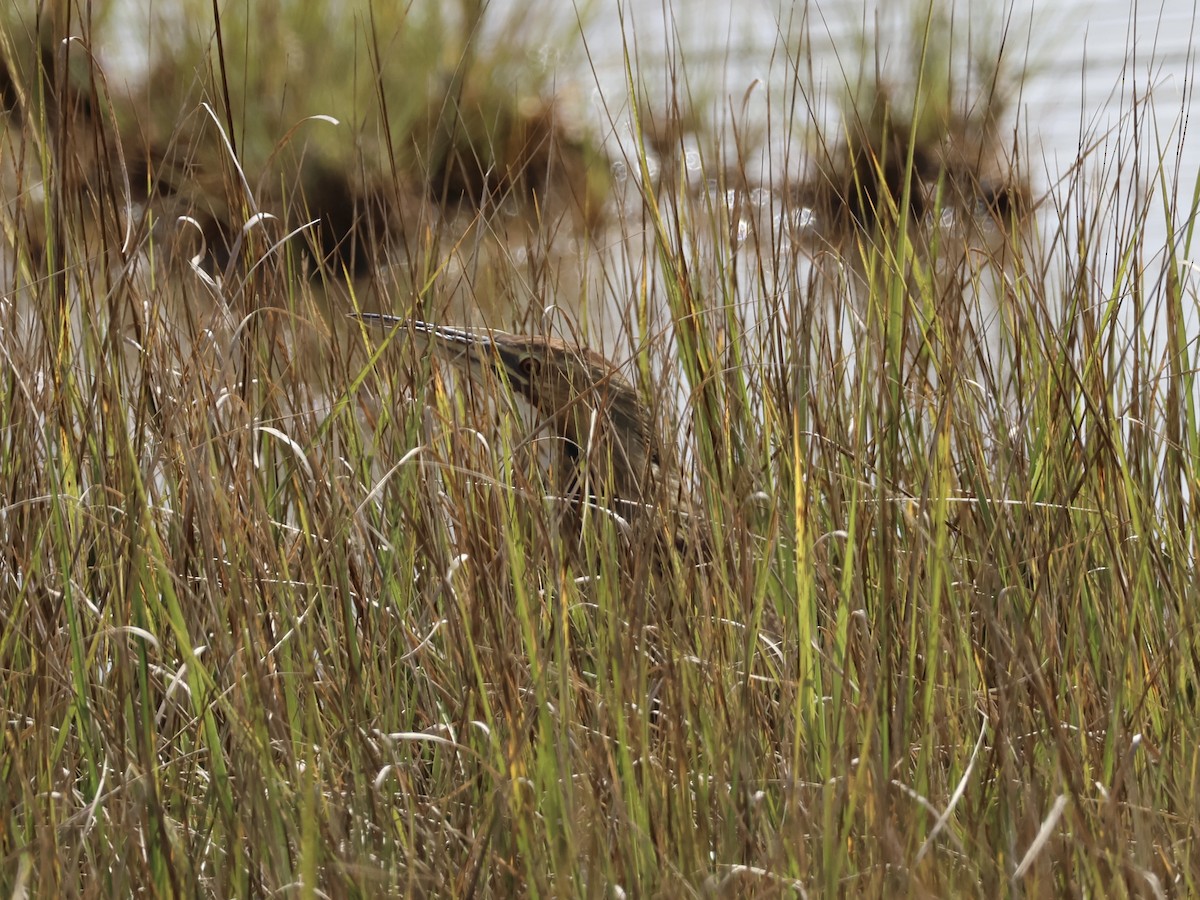 American Bittern - ML642251687