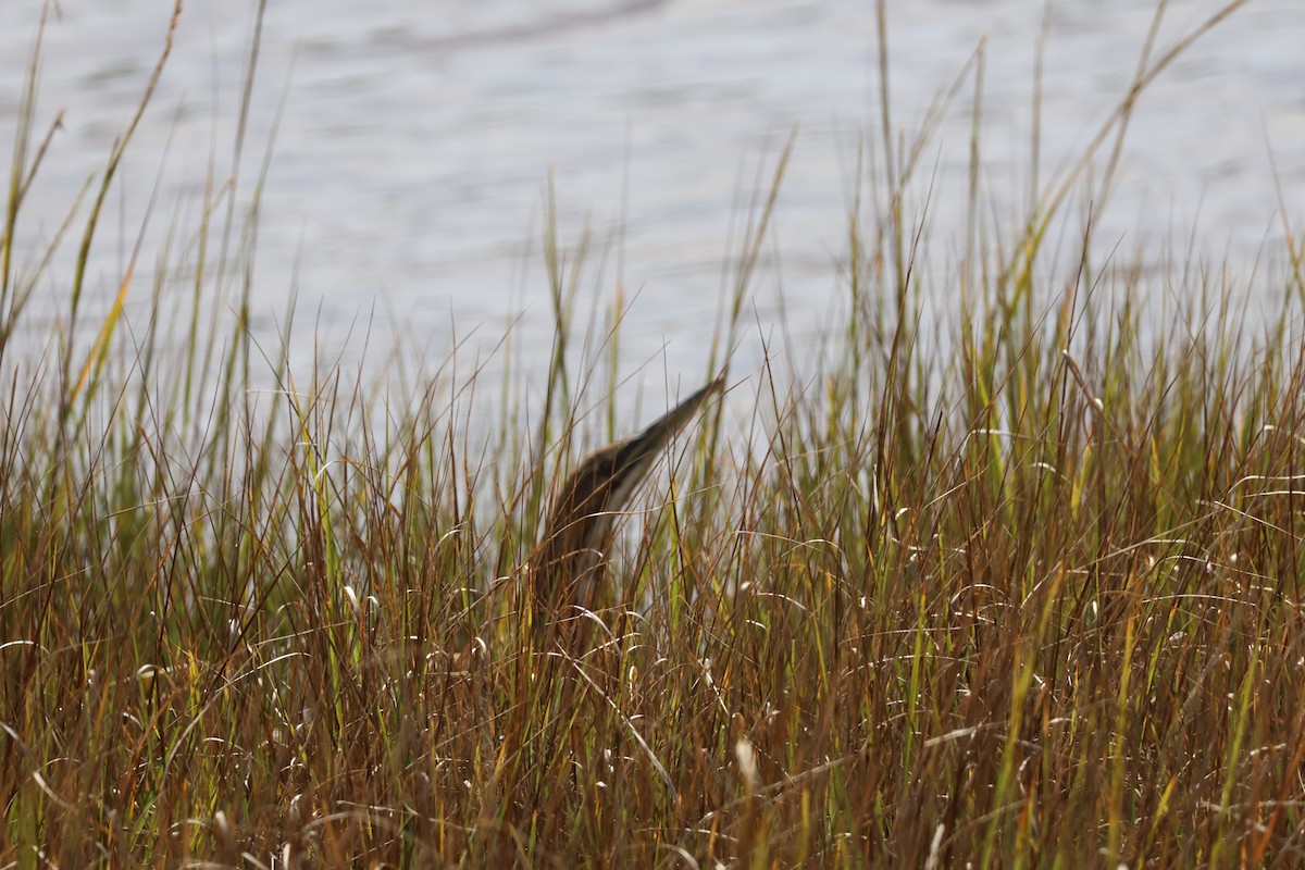 American Bittern - ML642251688