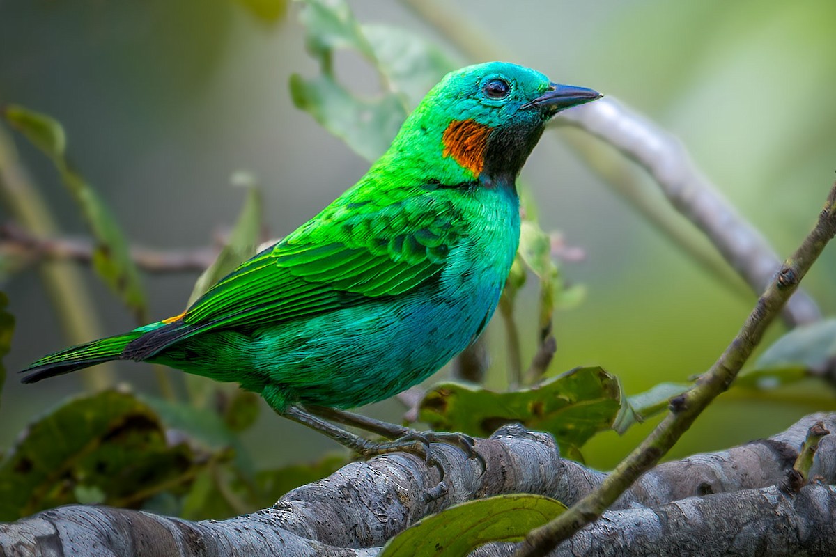 Orange-eared Tanager - ML642251710