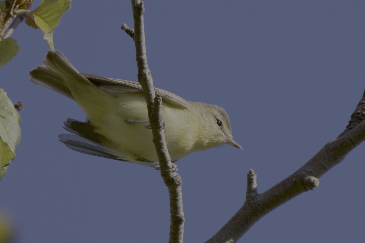 ויראו זיתני - ML642251718