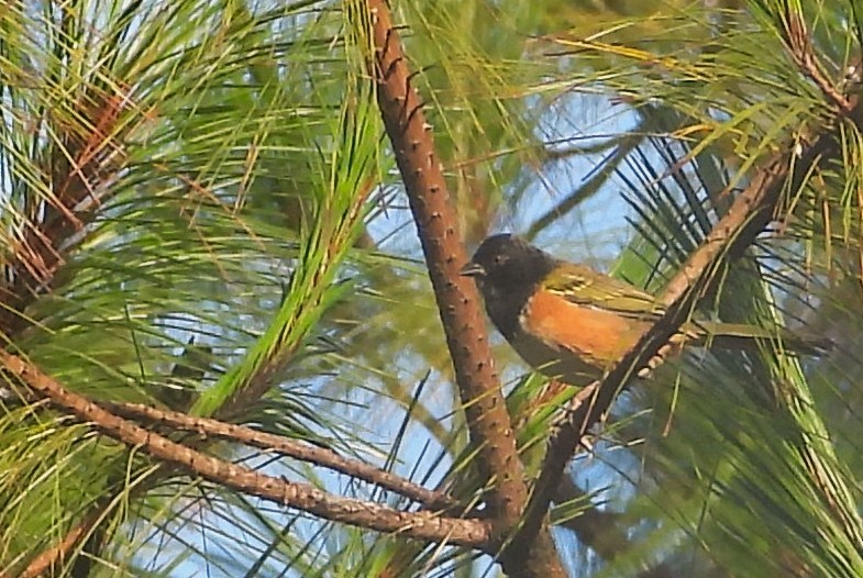 Spotted Towhee (Olive-backed) - ML642251724