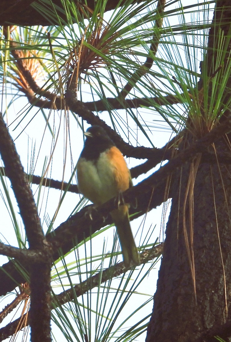 Spotted Towhee (Olive-backed) - ML642251725