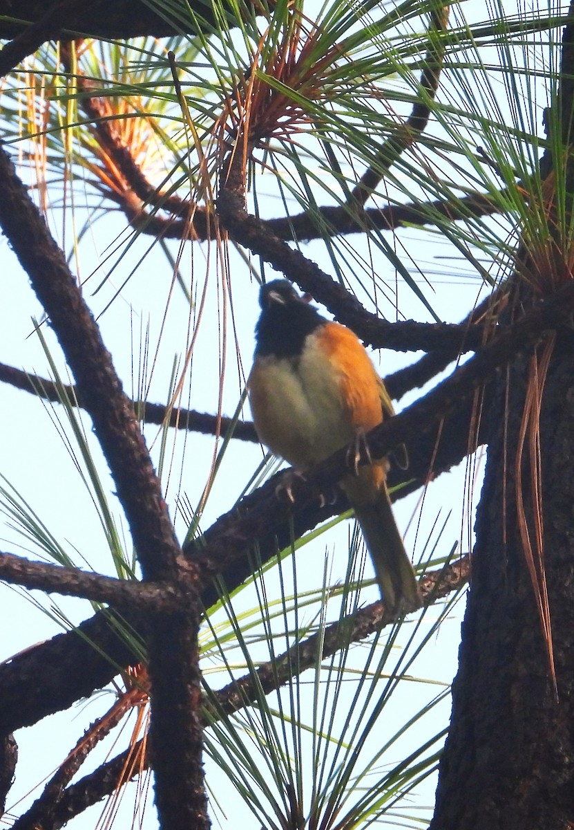Spotted Towhee (Olive-backed) - ML642251726