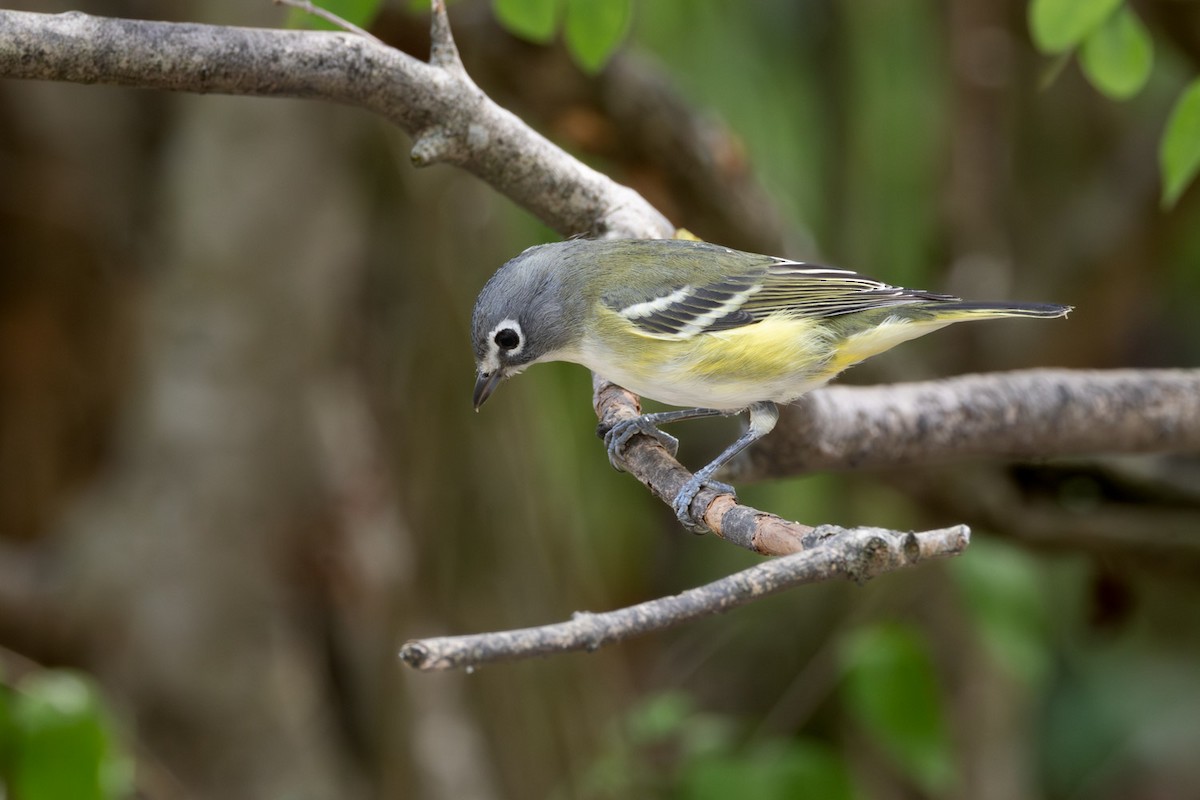 Blue-headed Vireo - ML642251734