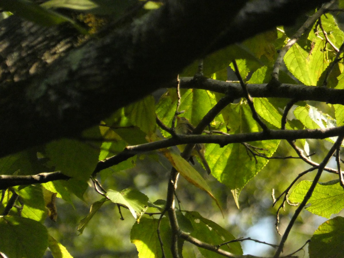 Empidonax sp. - ML642251751