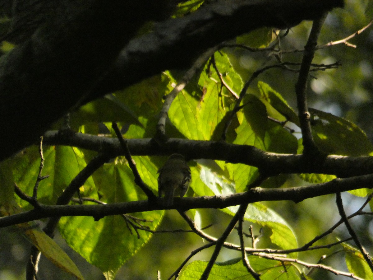 Empidonax sp. - ML642251755