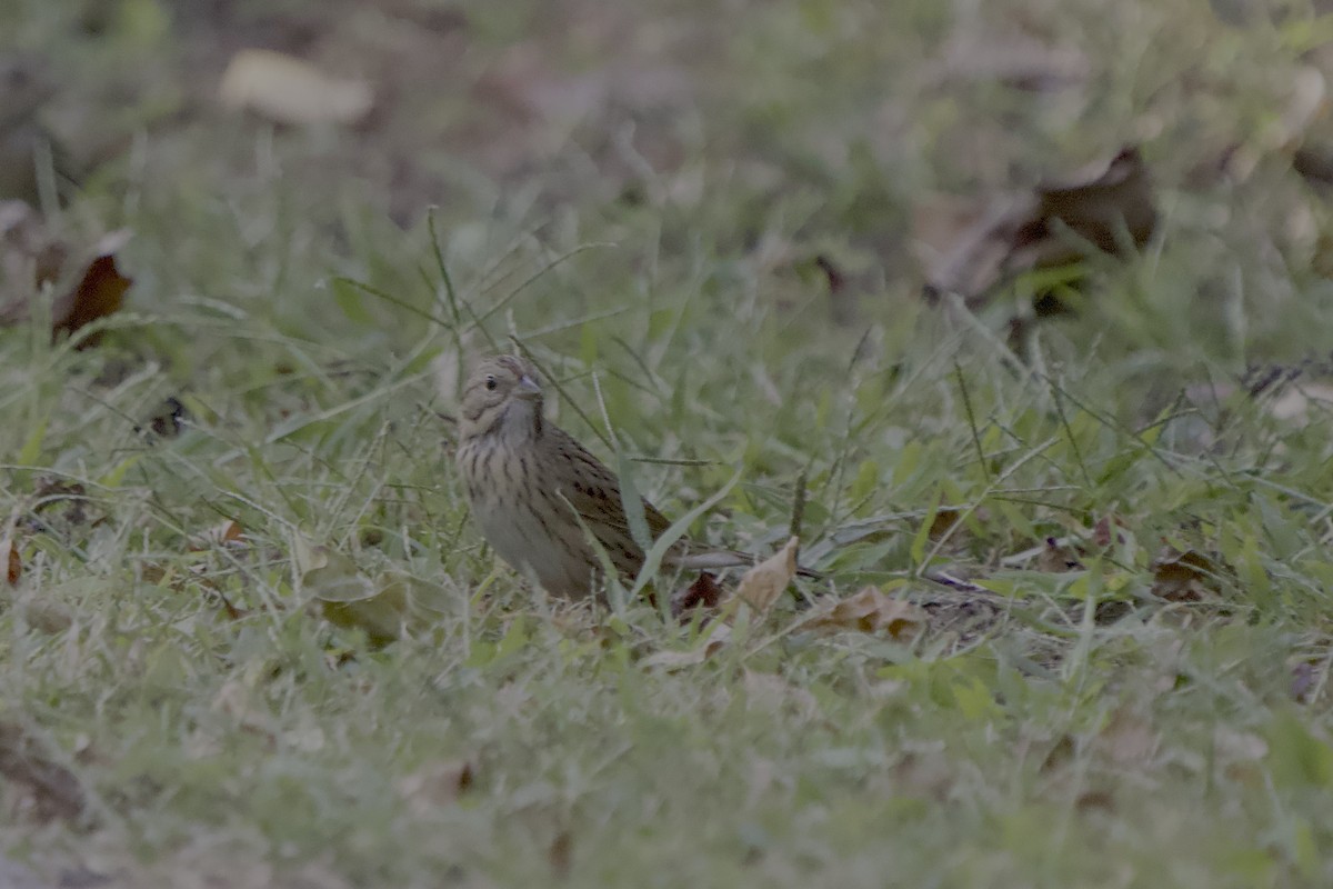 Lincoln's Sparrow - ML642251757
