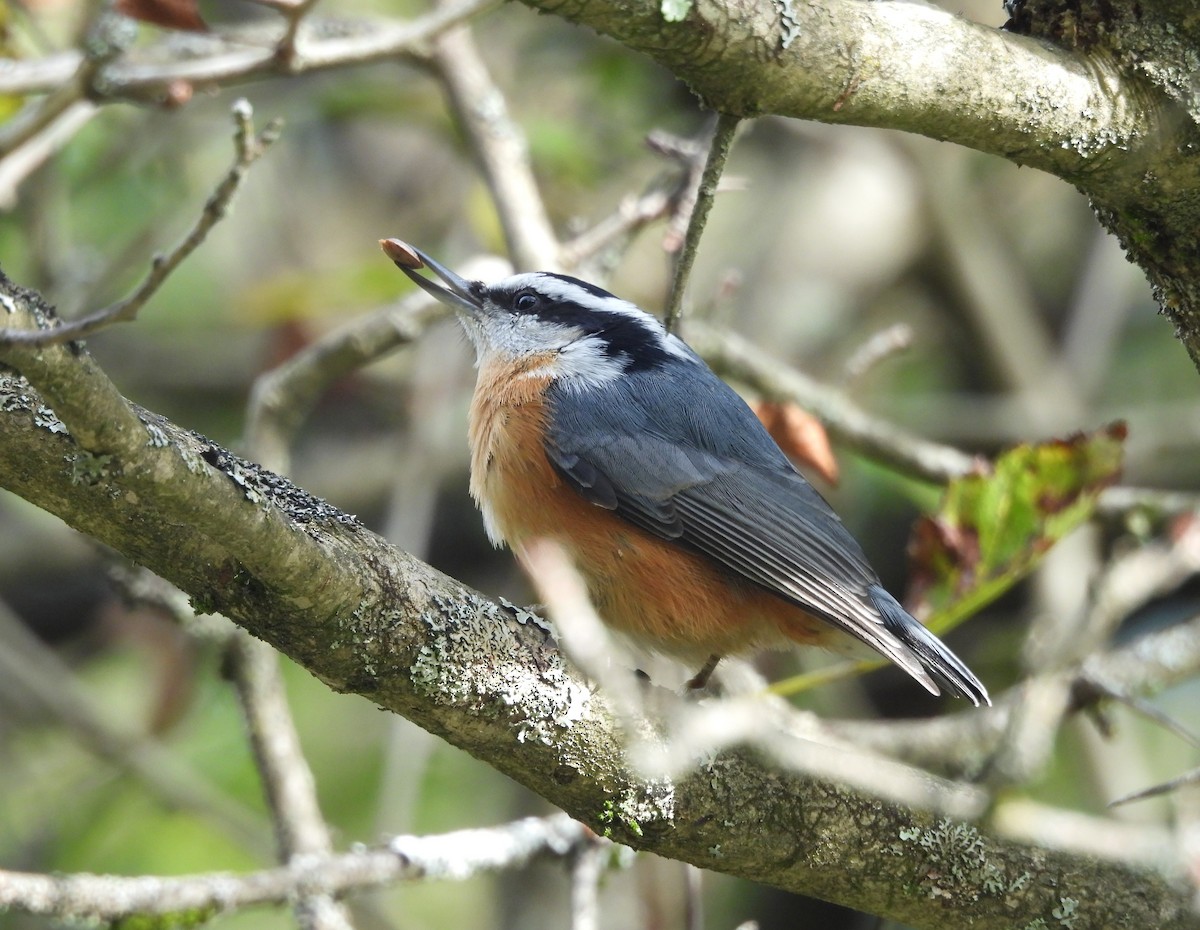 Red-breasted Nuthatch - ML642251771