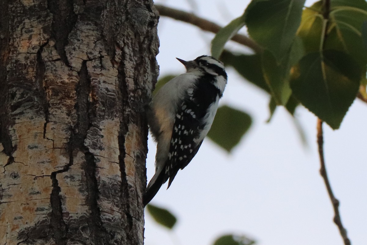 Downy Woodpecker - ML642251794