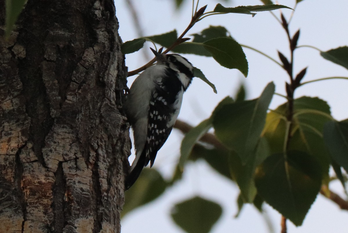 Downy Woodpecker - ML642251795