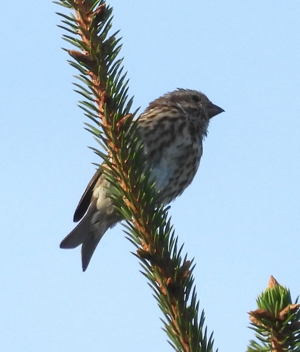 Purple Finch - ML642251797