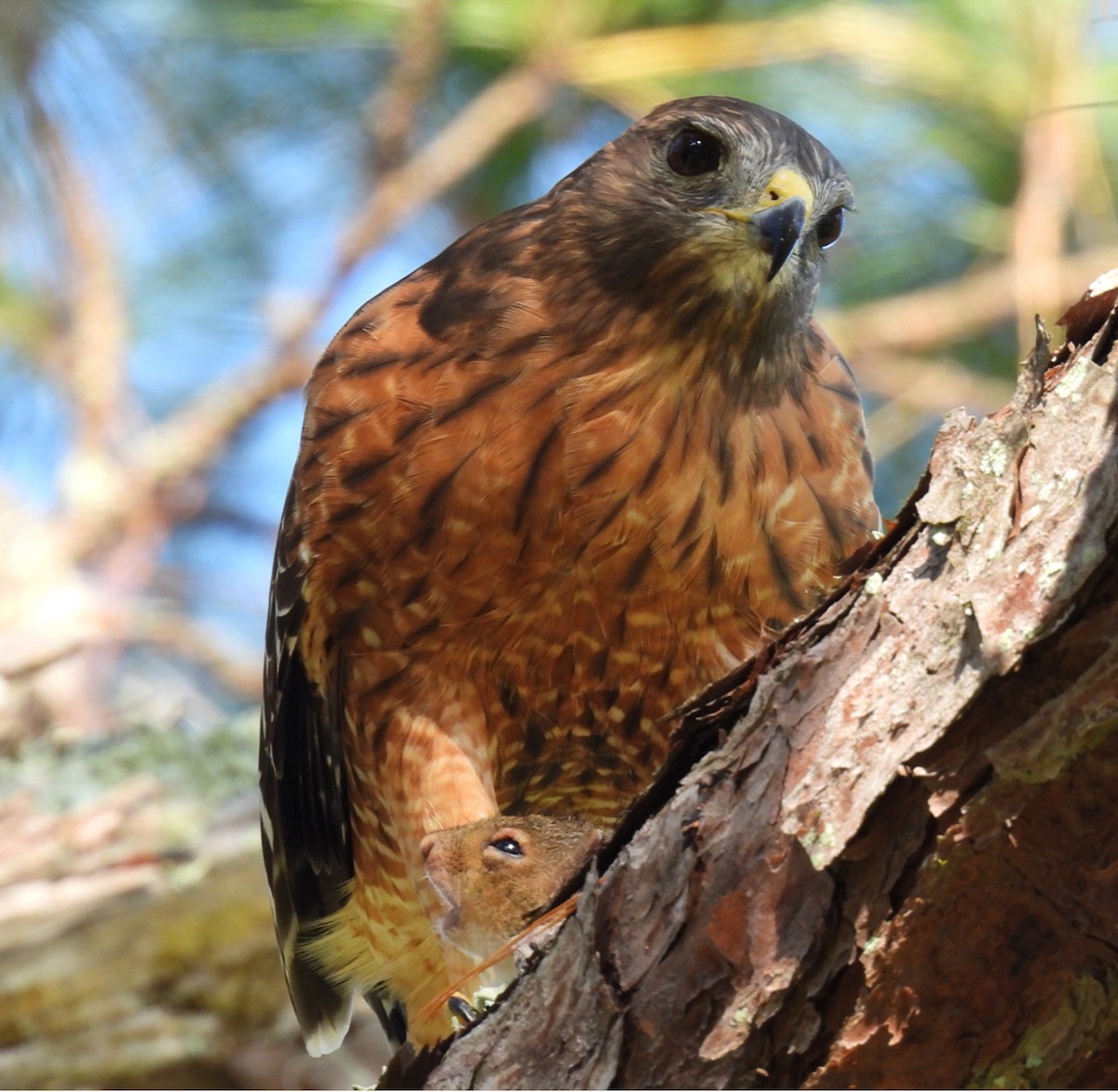 Red-shouldered Hawk - ML642251801