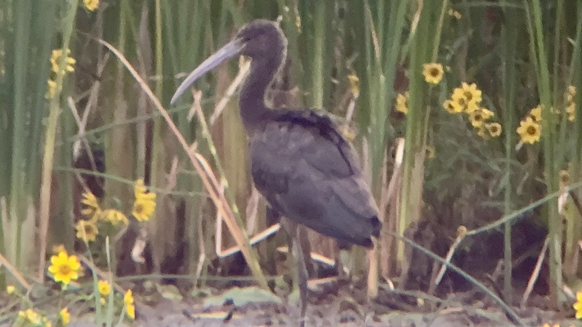 Glossy/White-faced Ibis - ML642251822