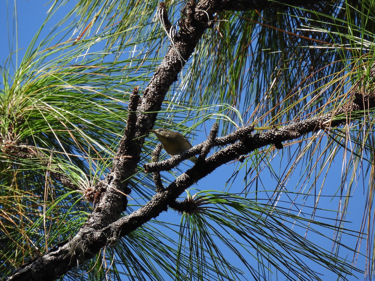 Pine Warbler - ML642251831