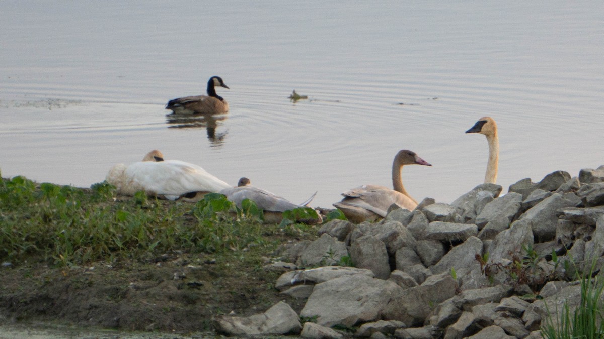 Trumpeter Swan - ML642251852