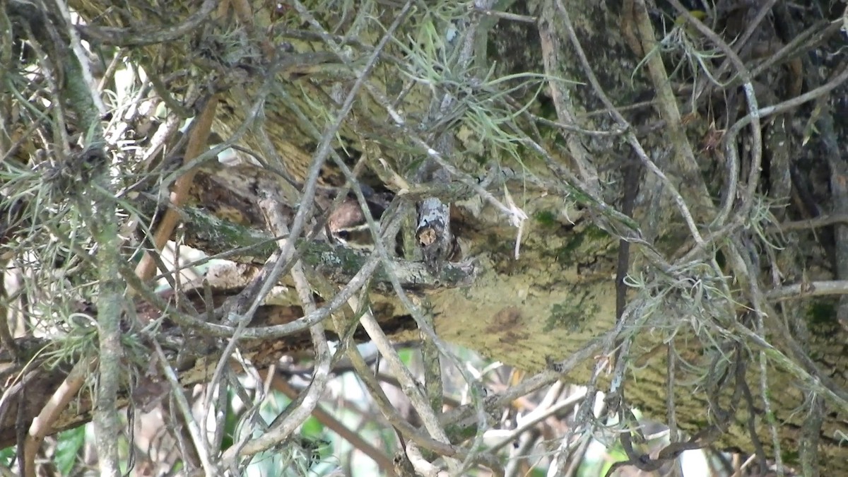Checkered Woodpecker - ML642251855