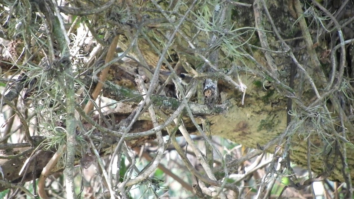 Checkered Woodpecker - ML642251856