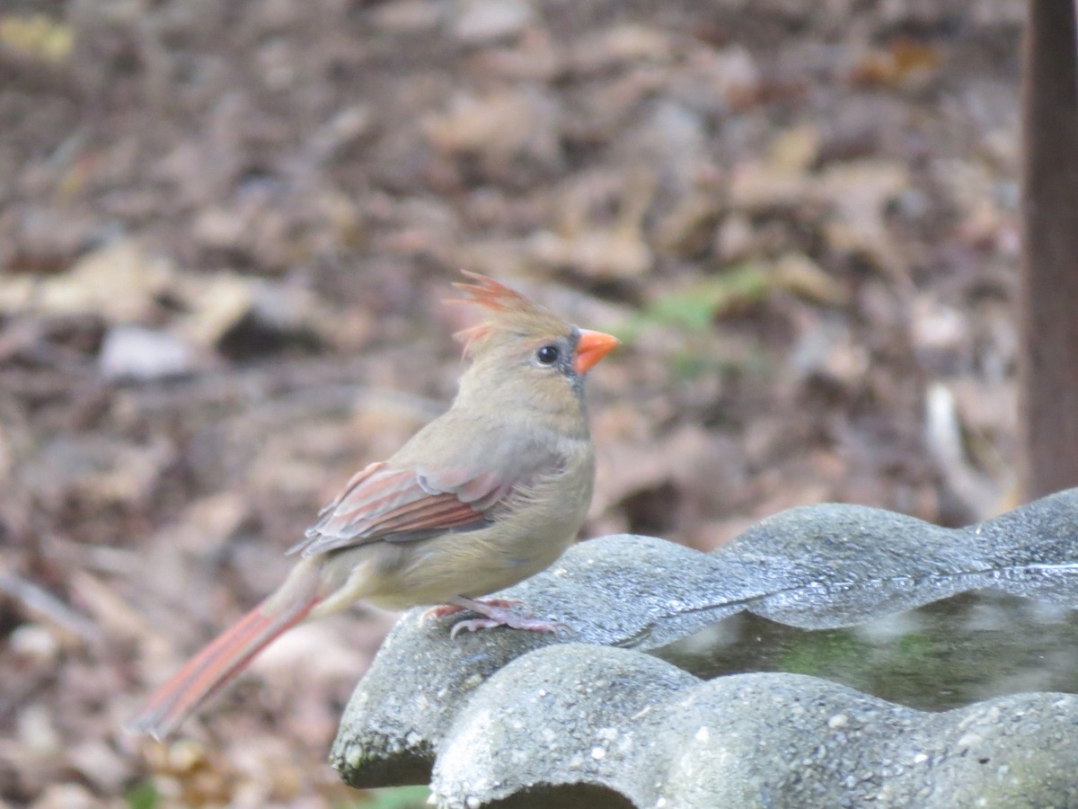 ショウジョウコウカンチョウ - ML642251857
