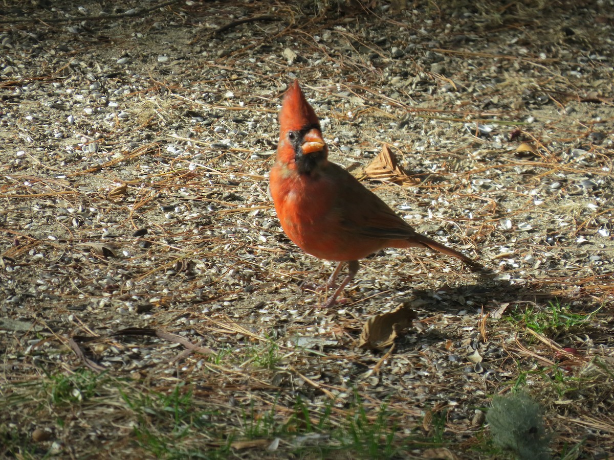 ショウジョウコウカンチョウ - ML642251858