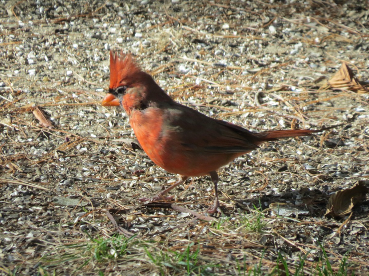 ショウジョウコウカンチョウ - ML642251859