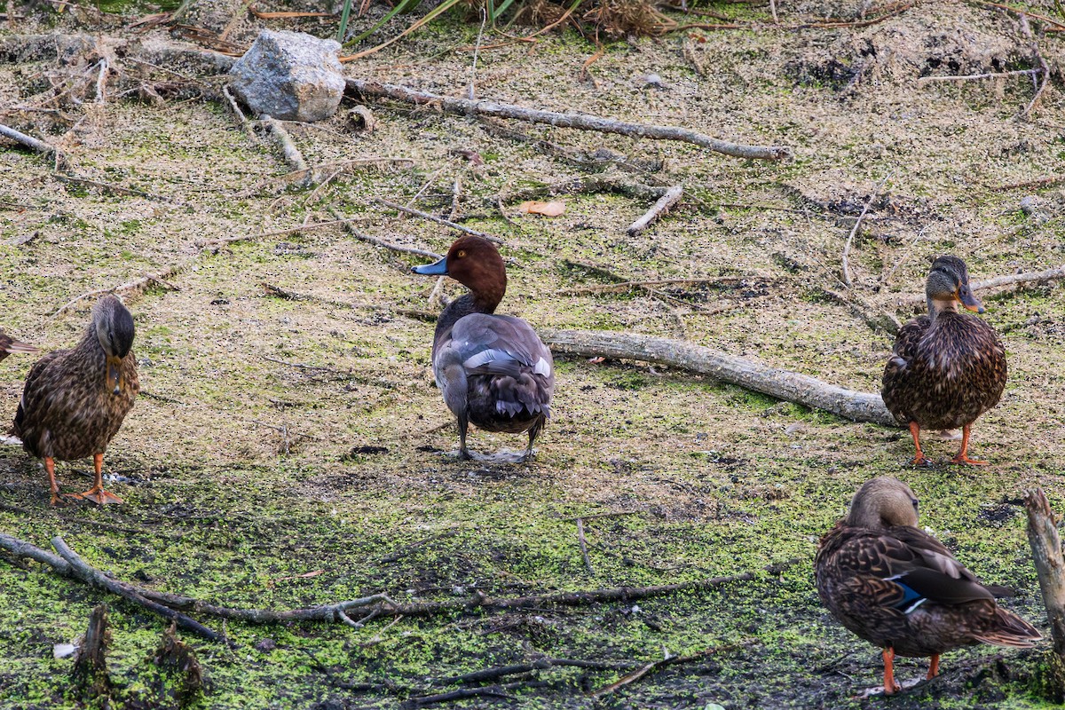 Redhead - ML642251874