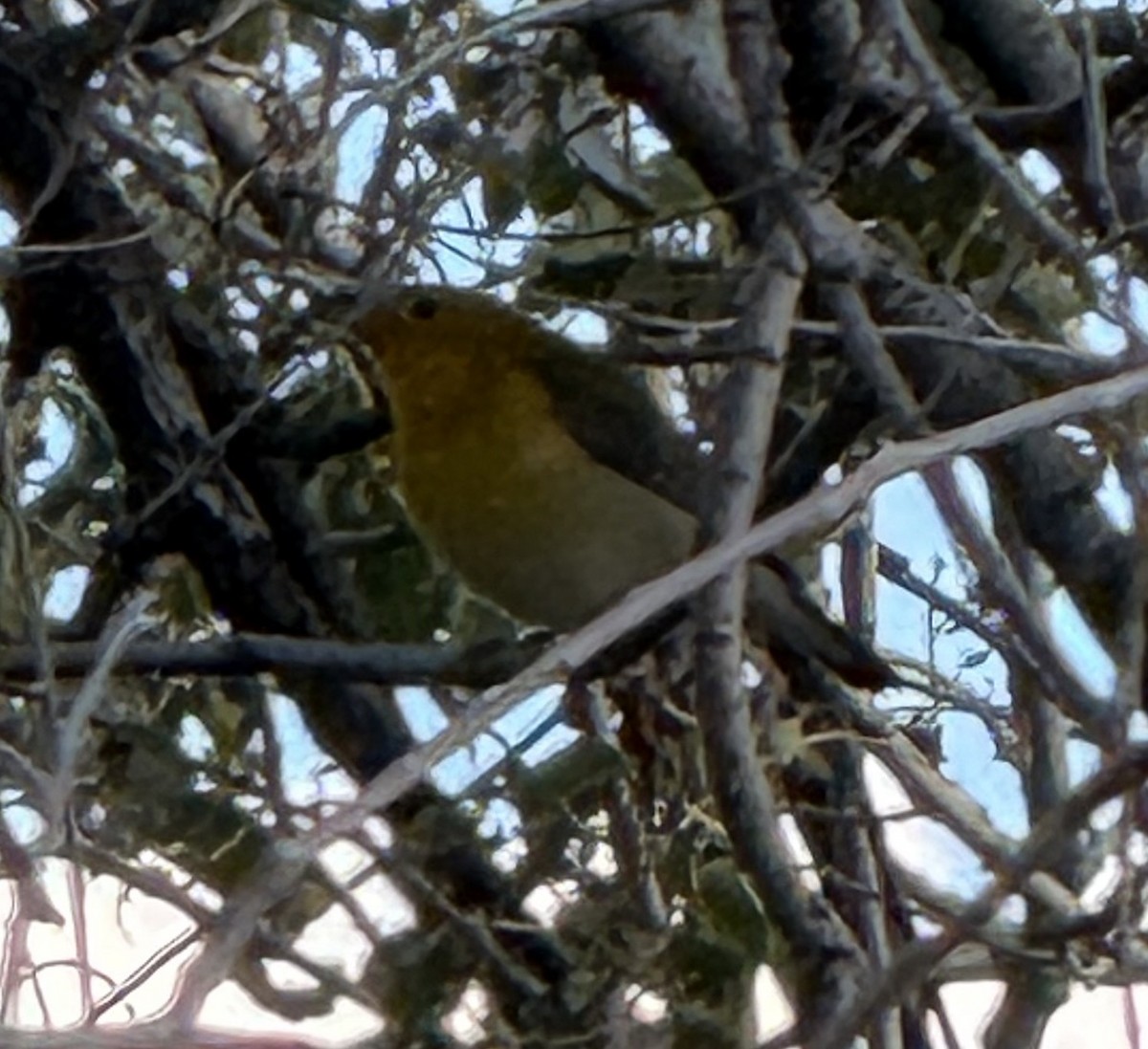 Prothonotary Warbler - ML642251880