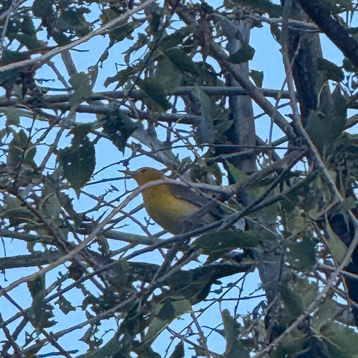 Prothonotary Warbler - ML642251881