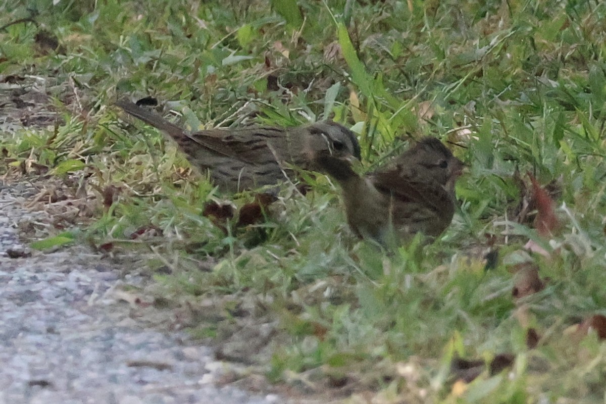 Lincoln's Sparrow - ML642251894