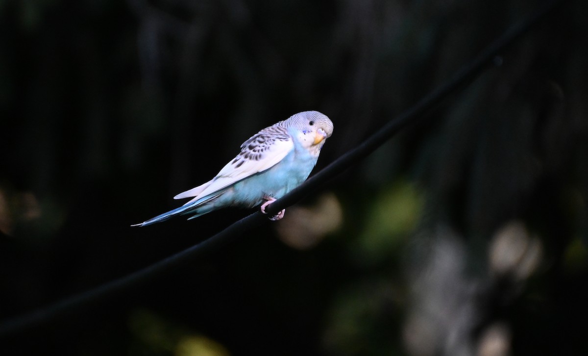 Budgerigar - ML642251897
