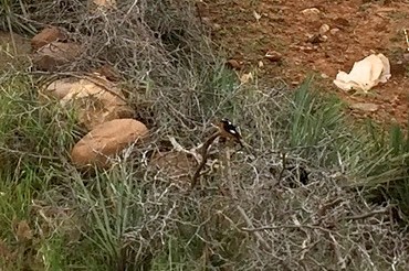 Moussier's Redstart - ML642251954
