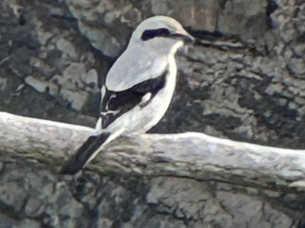 Northern Shrike - ML642251988