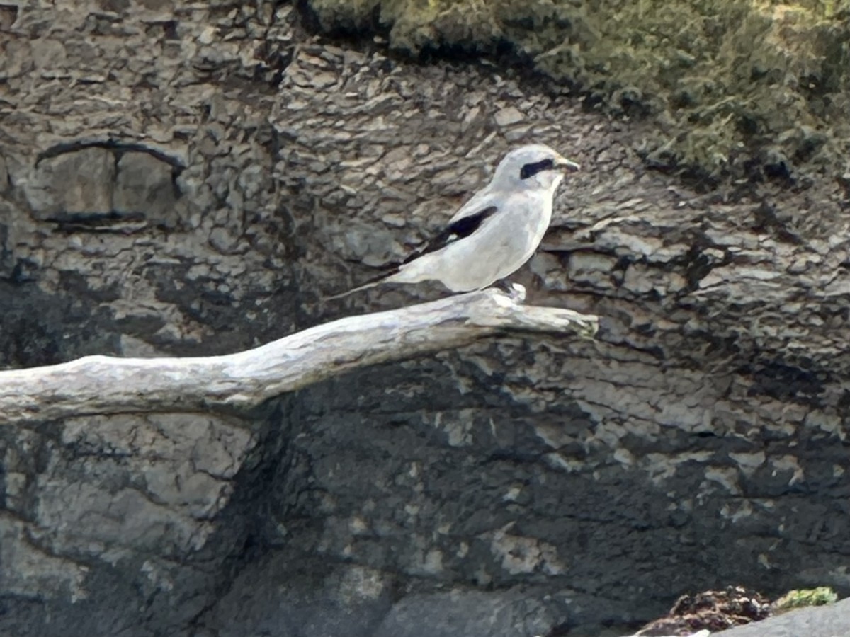 Northern Shrike - ML642251989