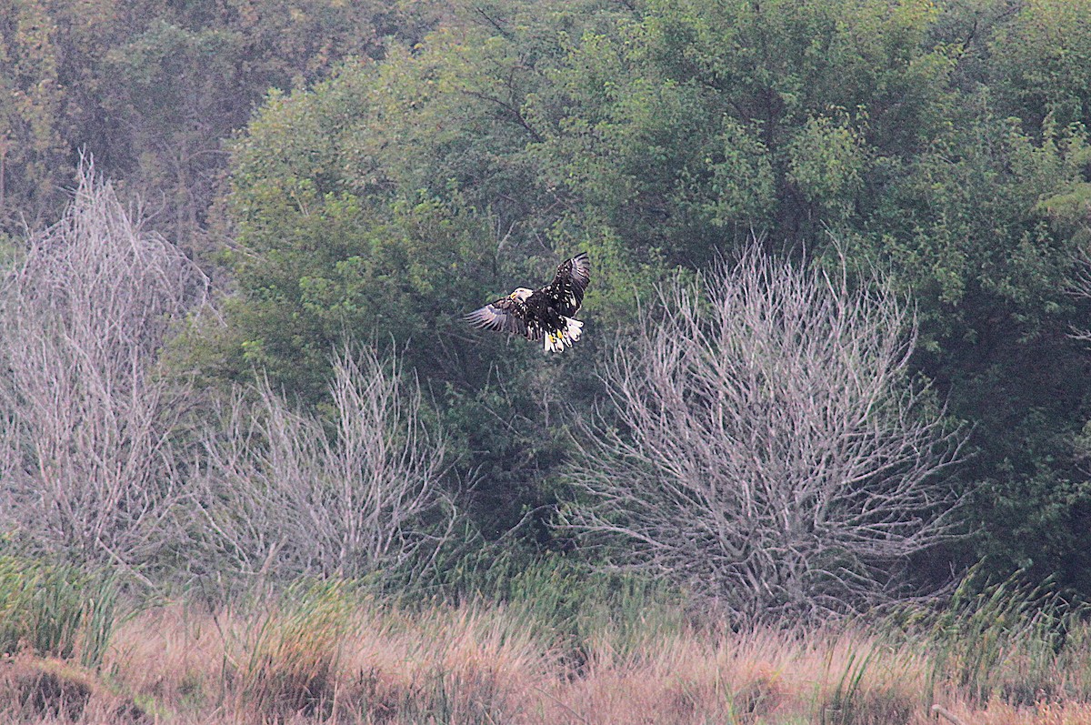 Bald Eagle - ML642252031