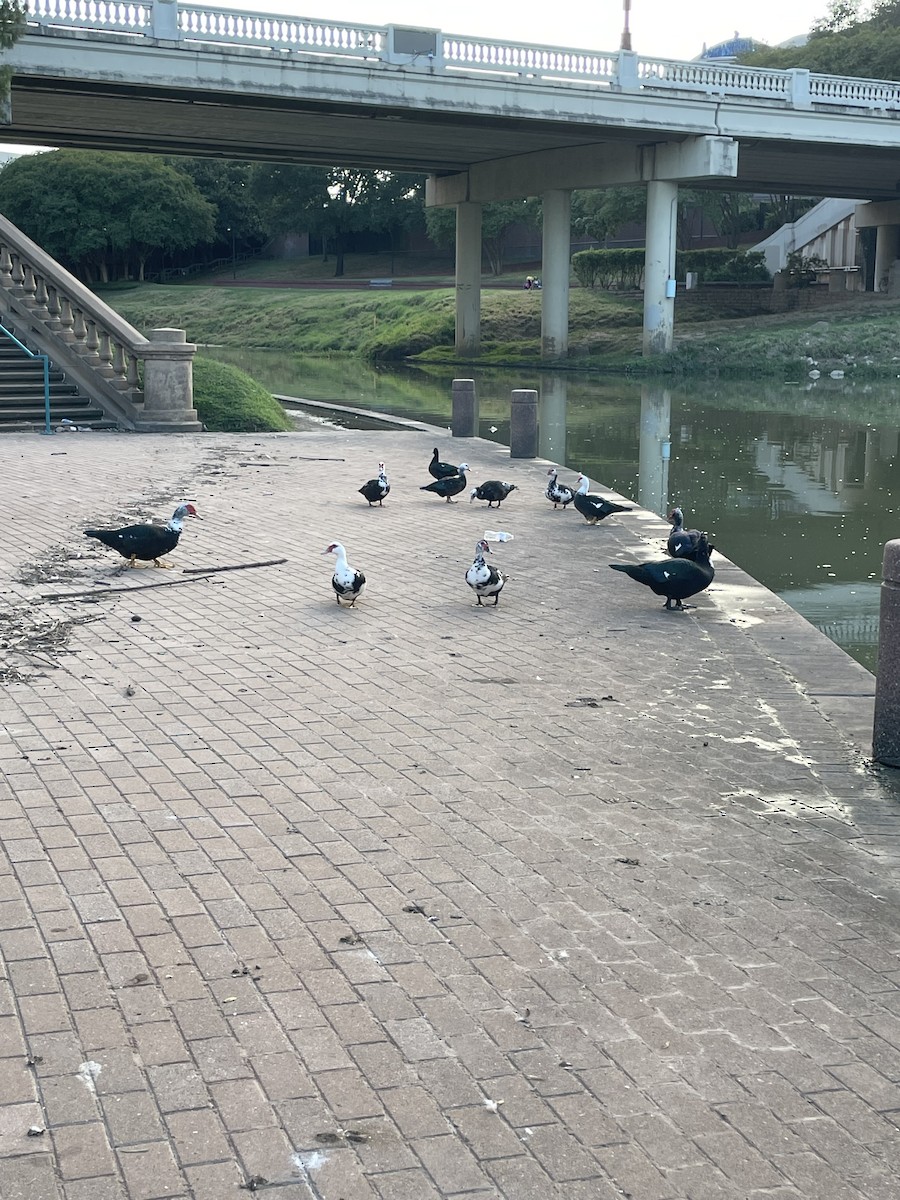Muscovy Duck (Domestic type) - ML642252035